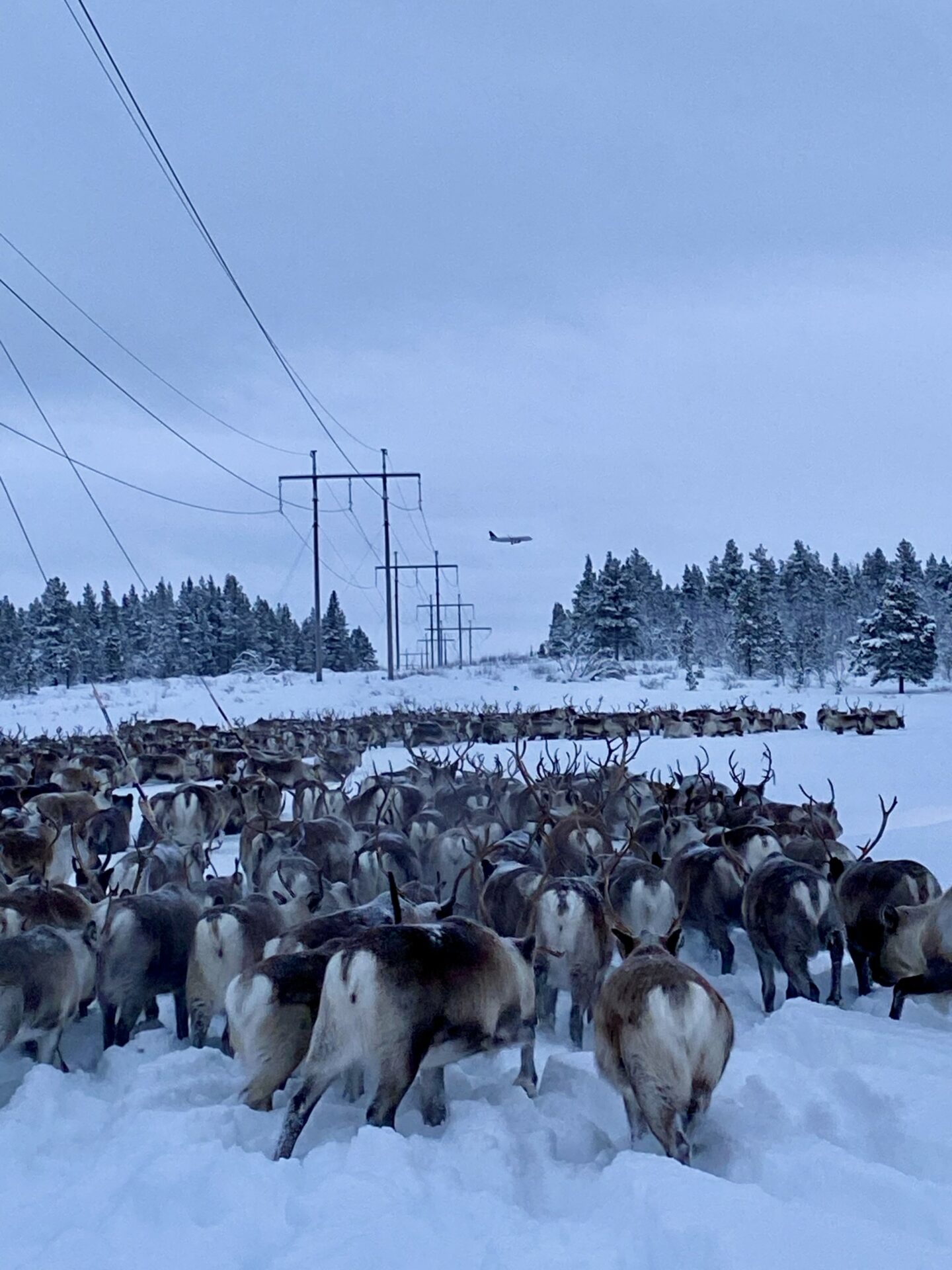 Ett flygplan flyger över en renflyttning under kraftledning i Kiruna