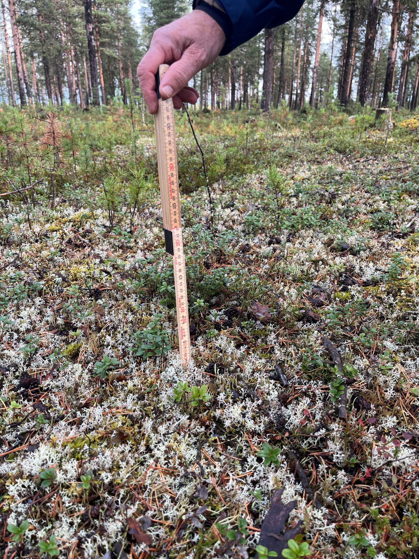 Gulvit renlav på tallhed